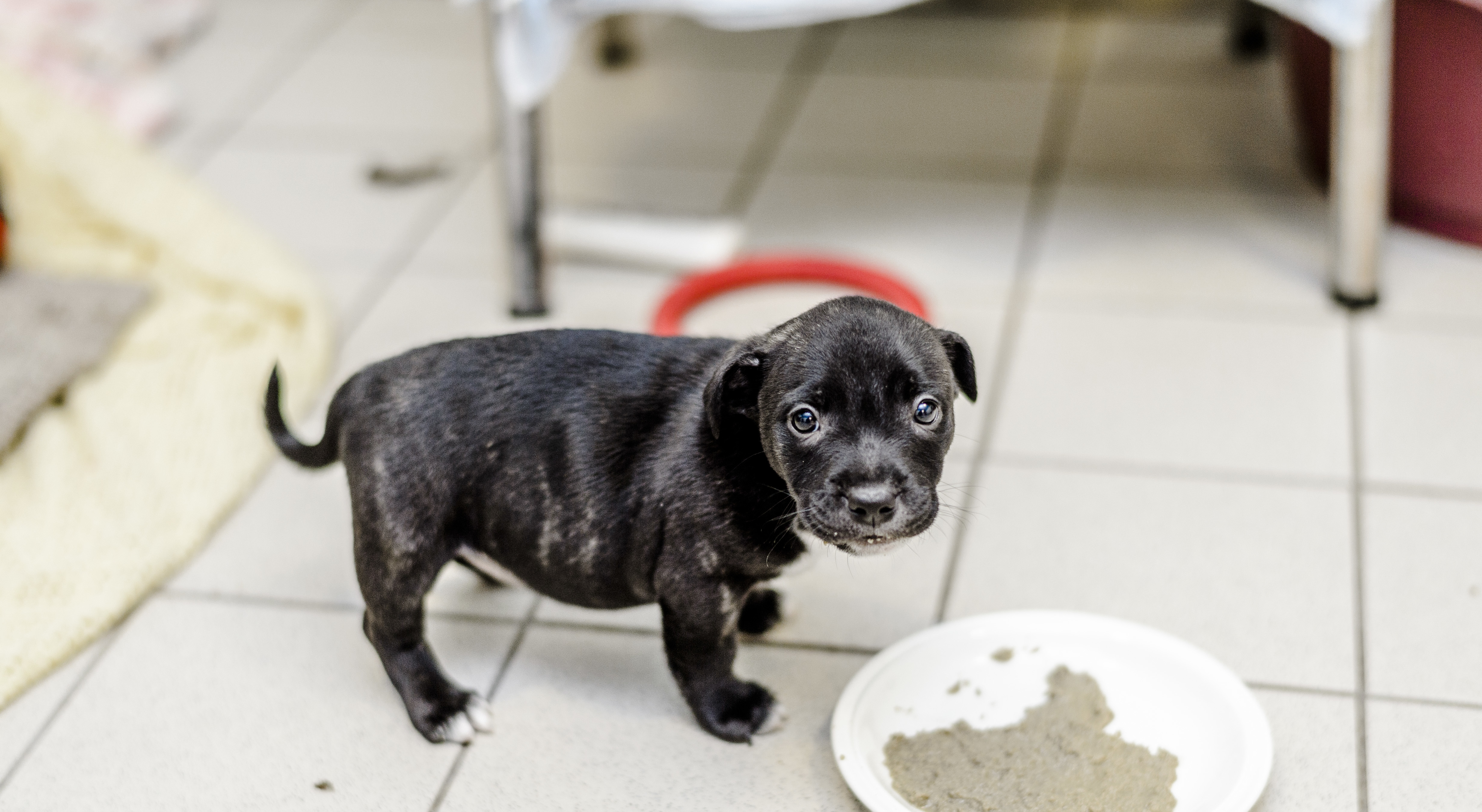 Buying a puppy How to buy a puppy responsibly Blue Cross